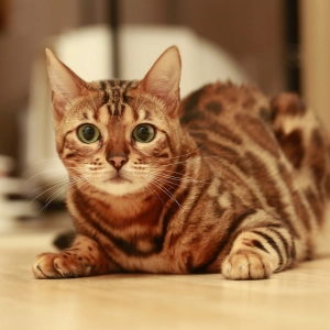 Photo of a bengal cat.