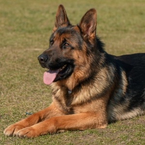 Photo of a german shepherd.