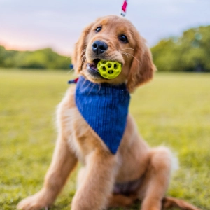 Photo of a golden retriever.