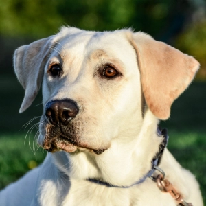 Photo of a labrador retriever.