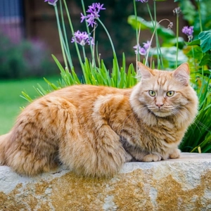 Photo of a maine coon.