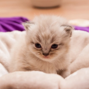 Photo of a persian kitten.