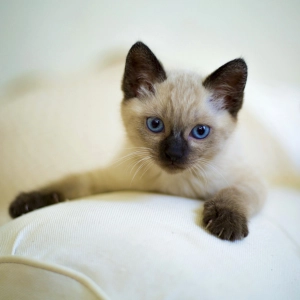 Photo of a siamese kitten.